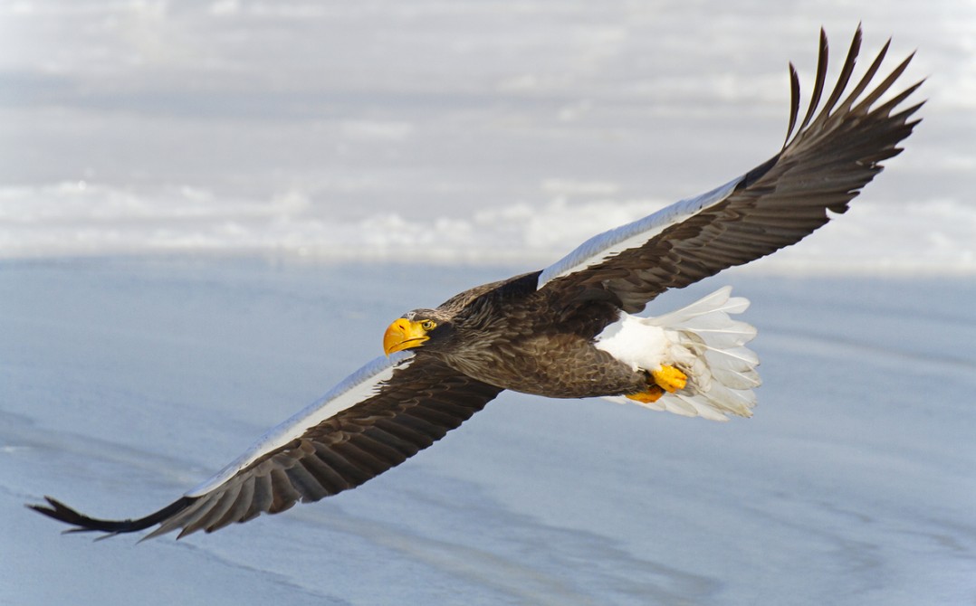 Steller's sea eagle