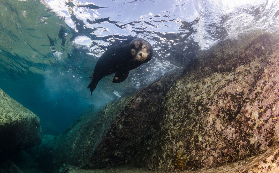 Sea Lion