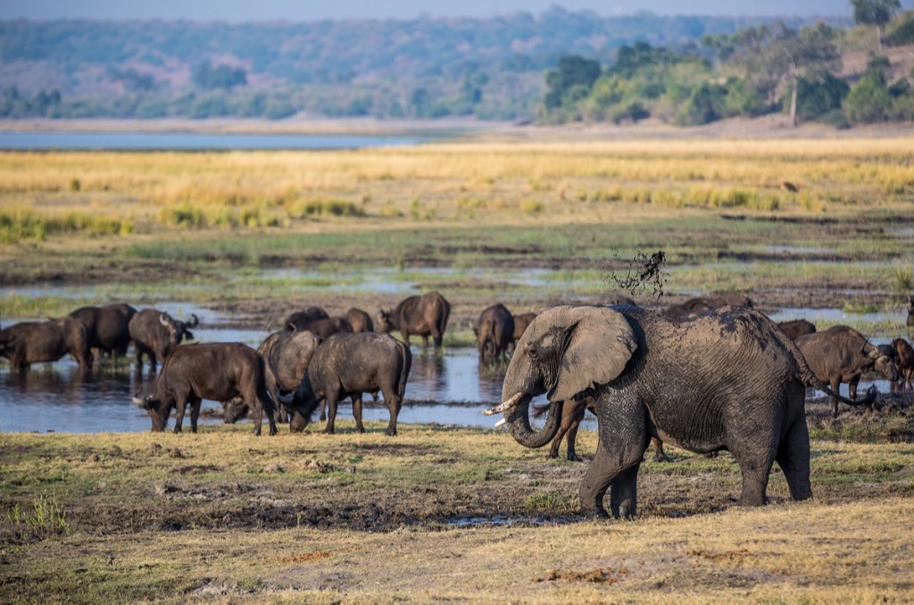 Elephants