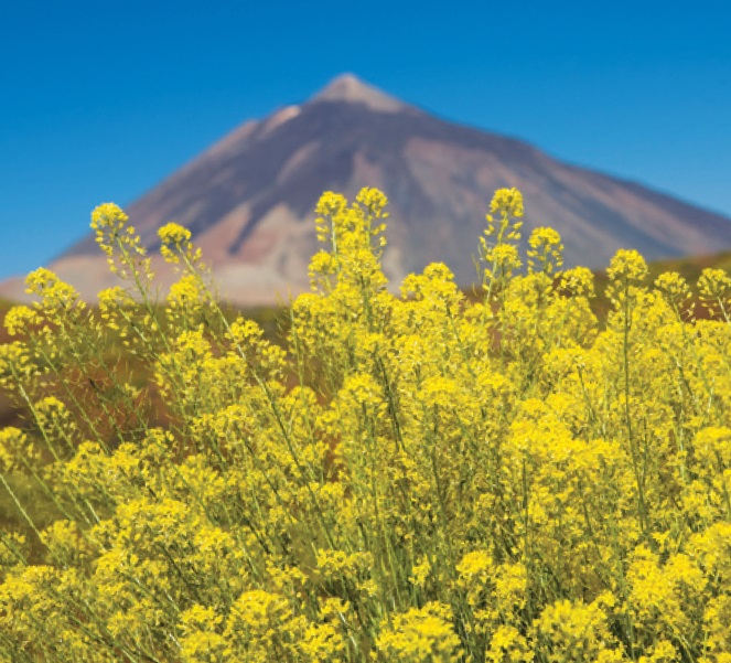 Canary Islands