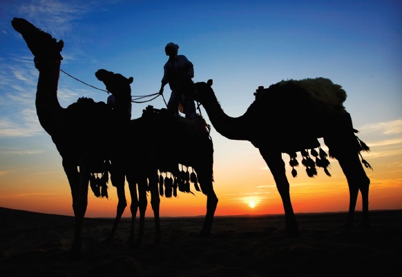 Camel Ride