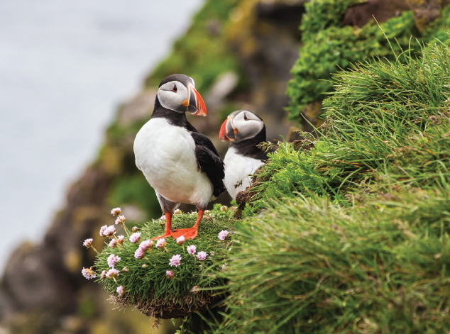 Puffins