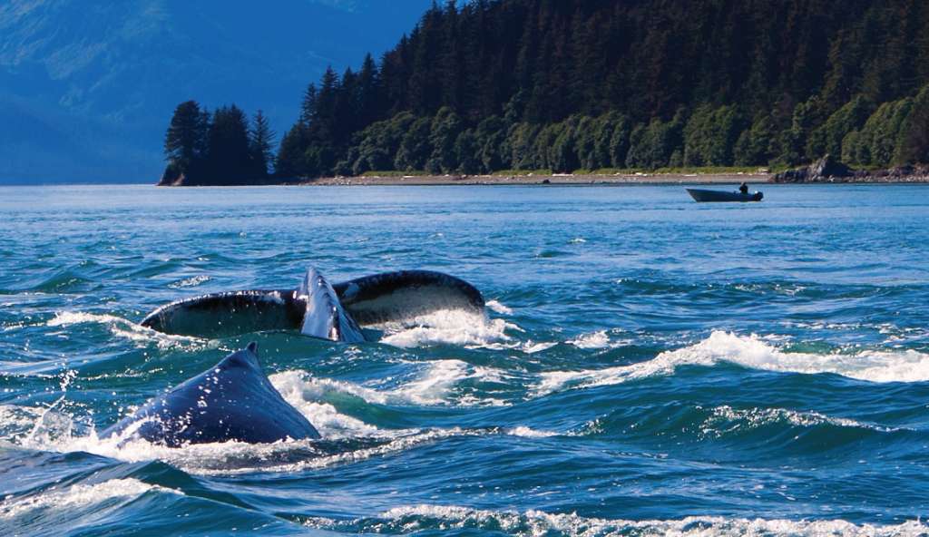 Alaska - whales