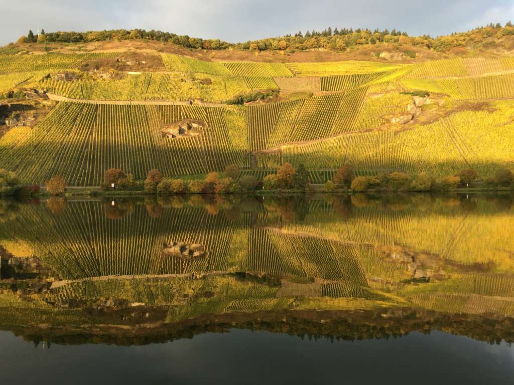 Vineyards - Rhine