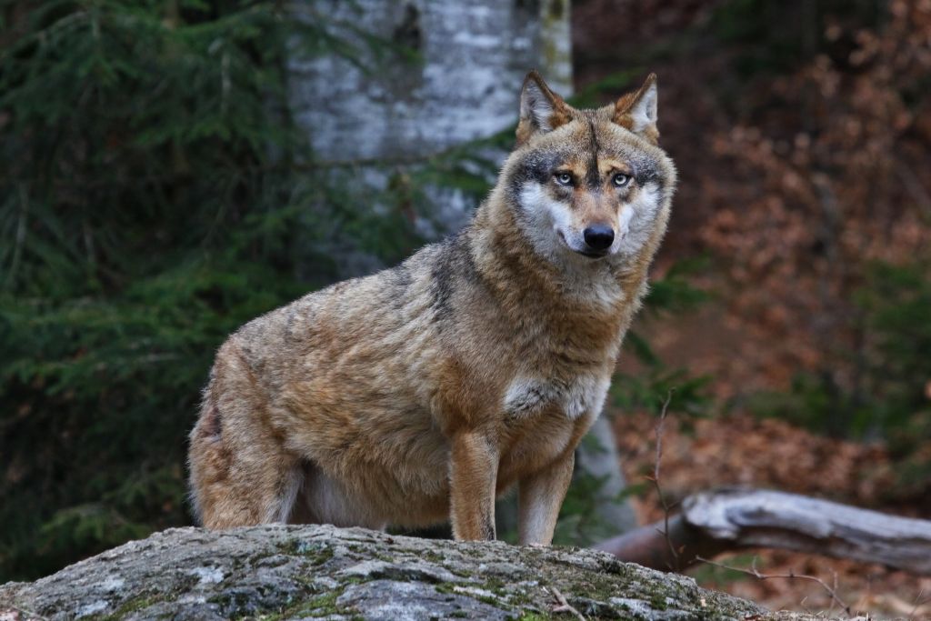 Albania wildlife