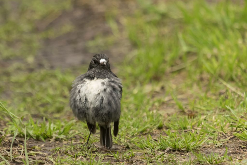 New Zealand Robin