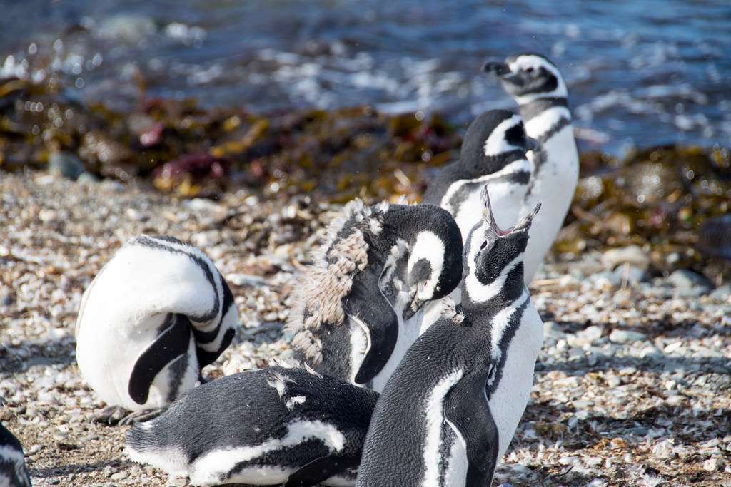 Punta Arenas