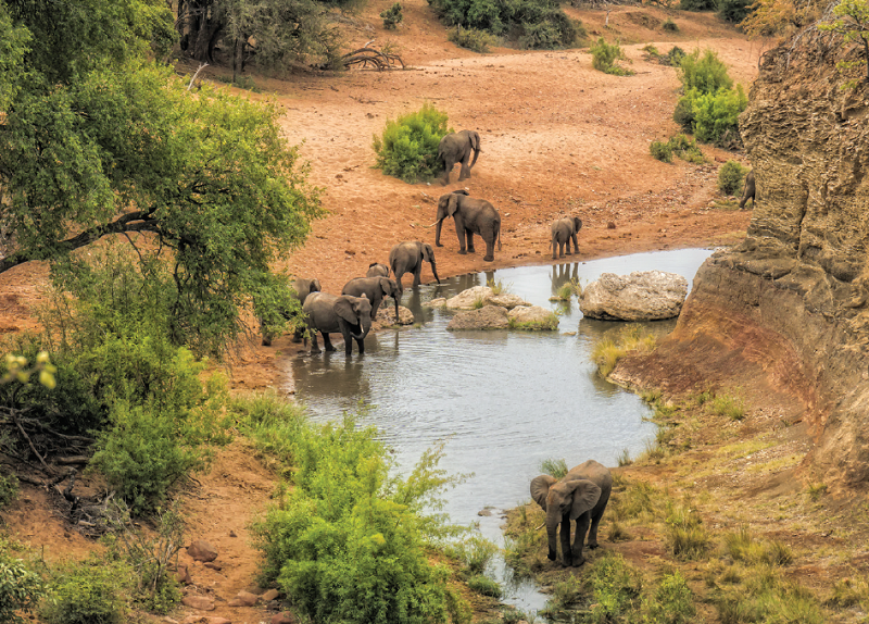 Kruger Reserve - South Africa