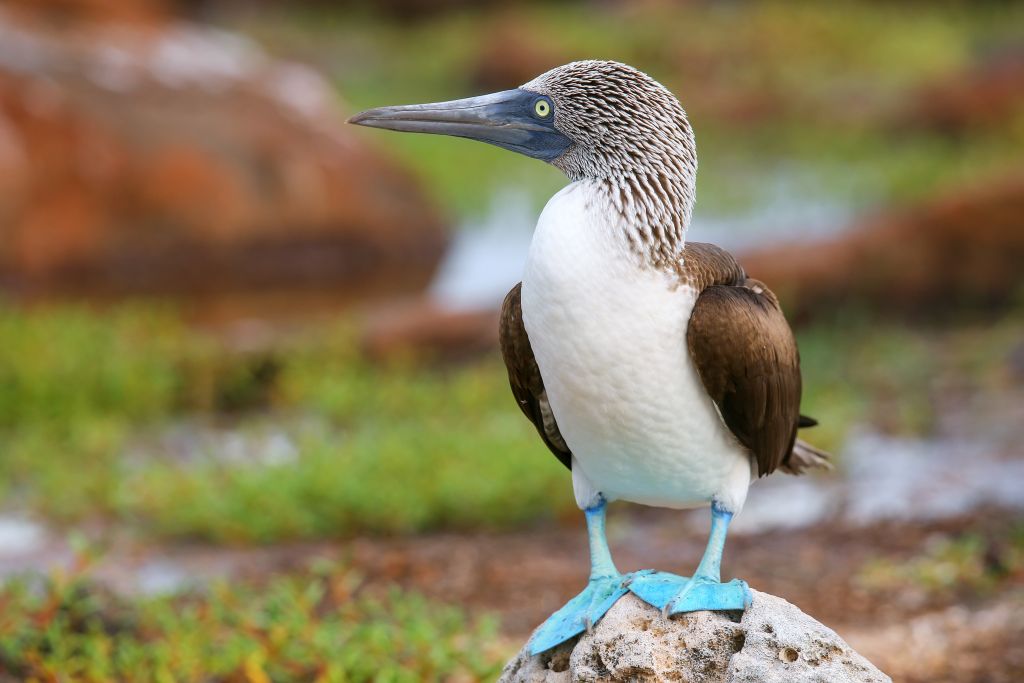 Galapagos booby bird