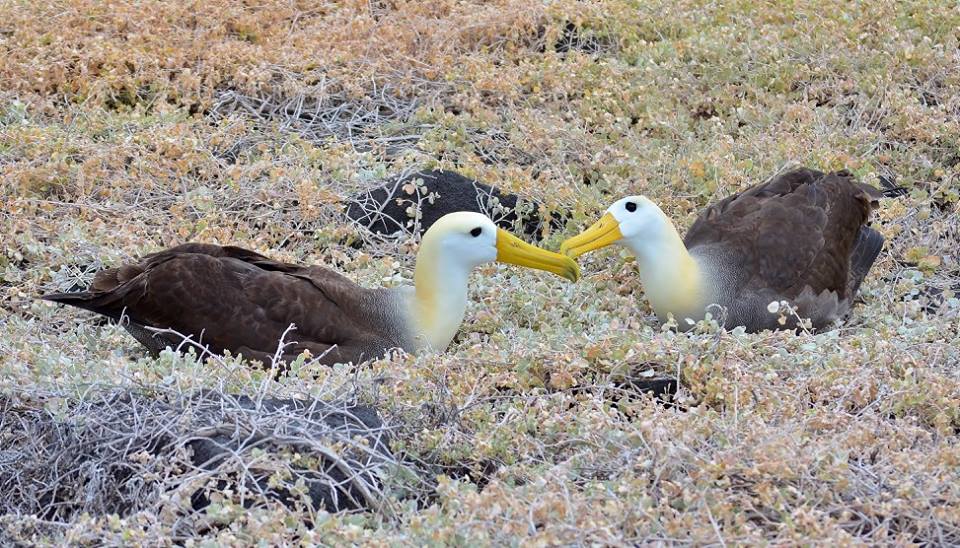 Galapagos cruise wildlife