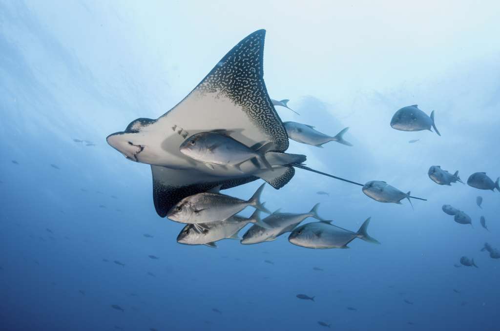 Stingray sighting on Galapagos cruise