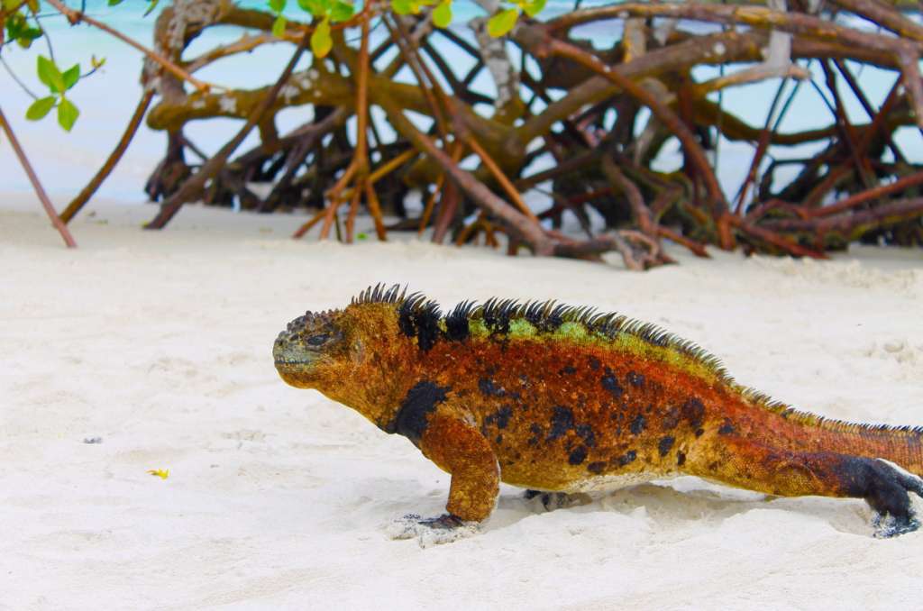 Galapagos cruise wildlife excursion