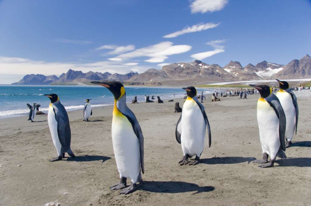 Penguins on the beach - Falkland Islands