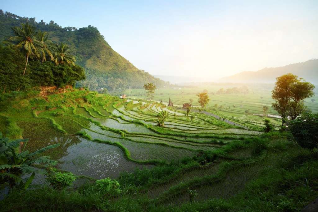 Bali Rice field
