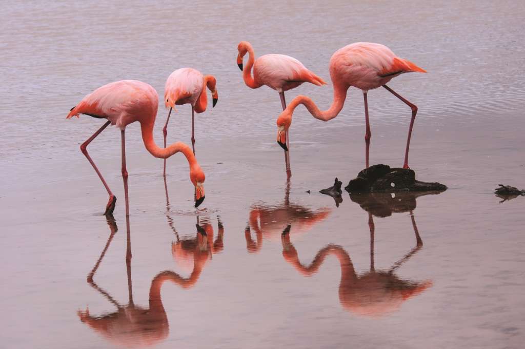 Flamingos - Galapagos