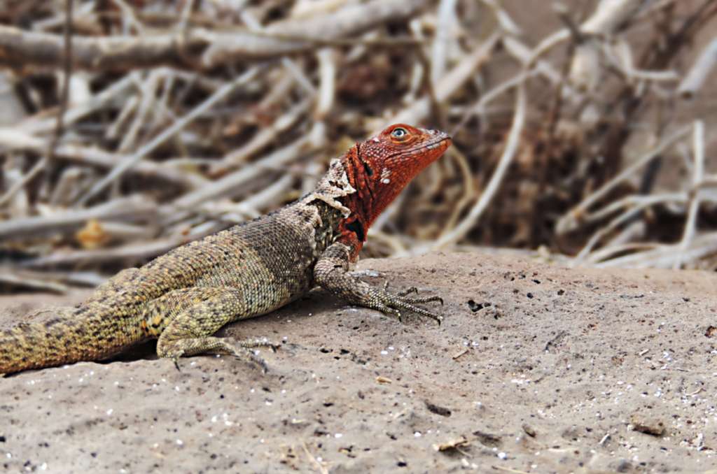 Lava Lizard