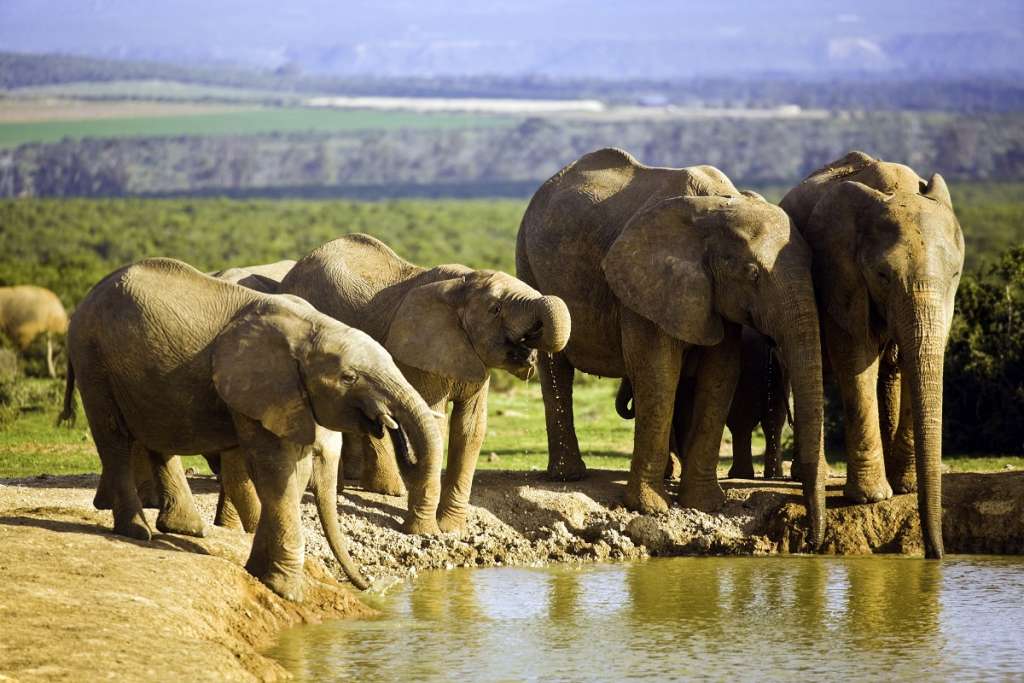 South Africa, African elephants at waterhole