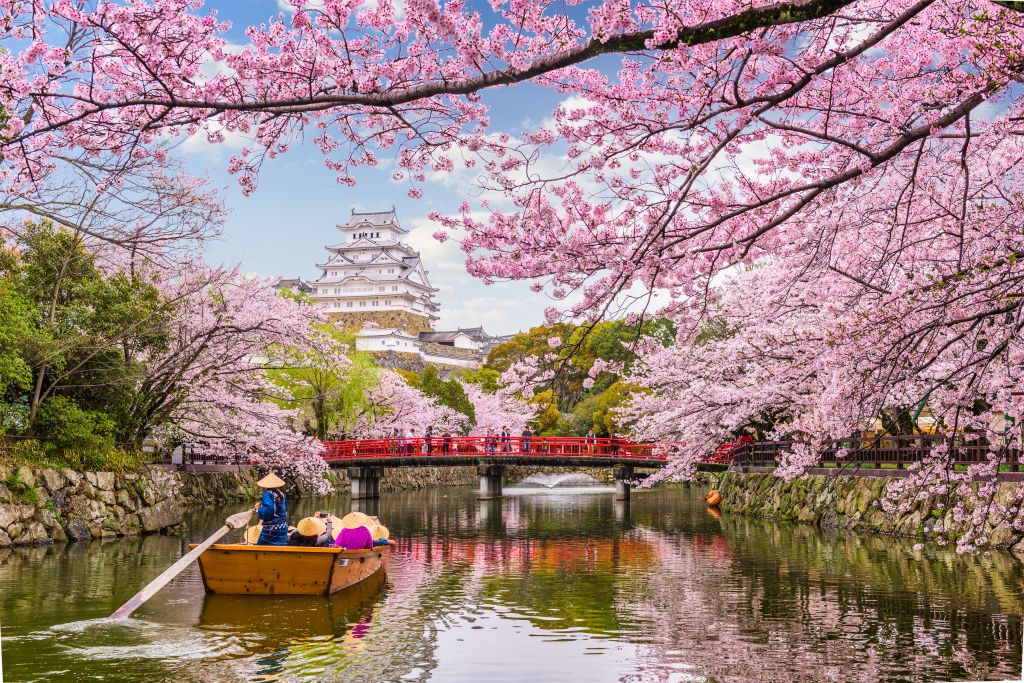 Holland America Line offers a great excursion during Japan cherry blossom season