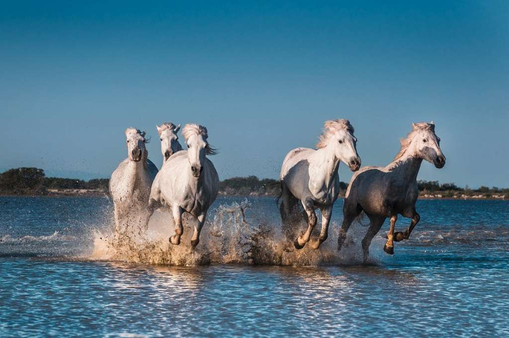 Horses in Camargues