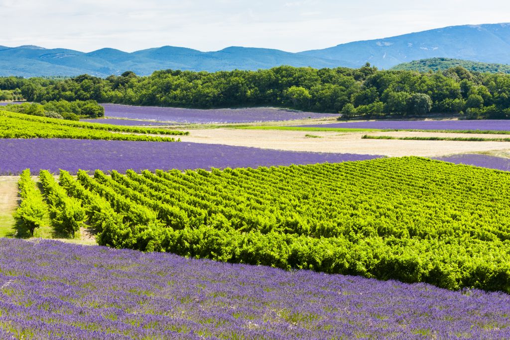 Rhone lavender fields