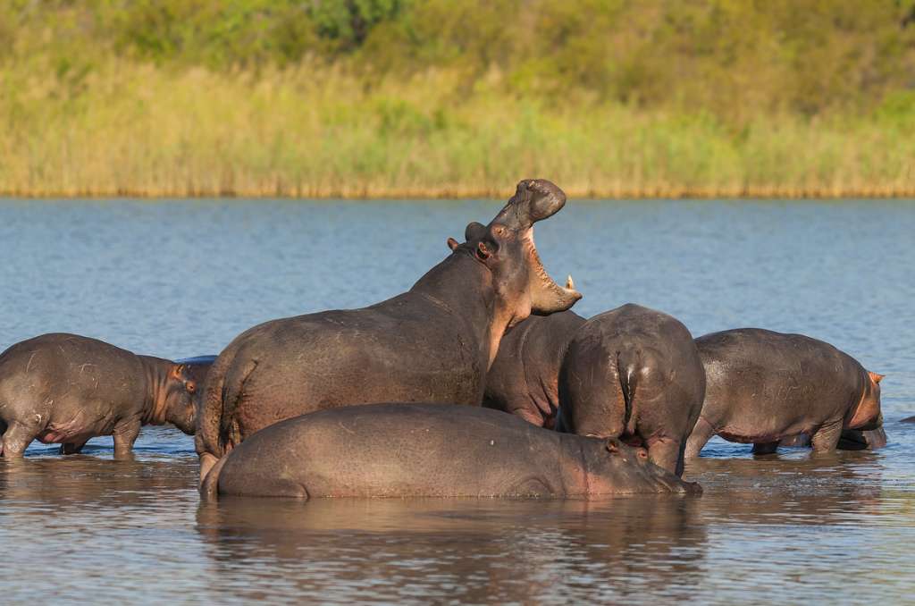 Hippopotamus - Africa