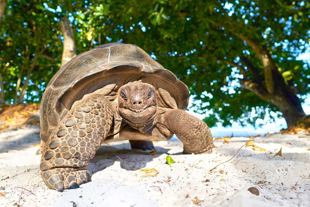 Seychelles