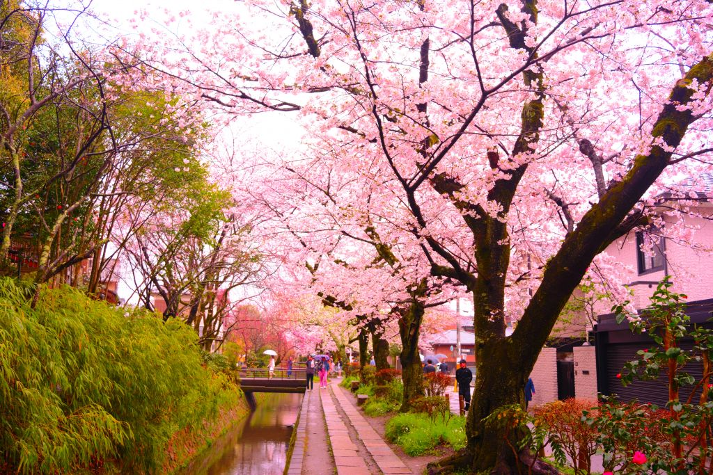 Japan cherry blossom