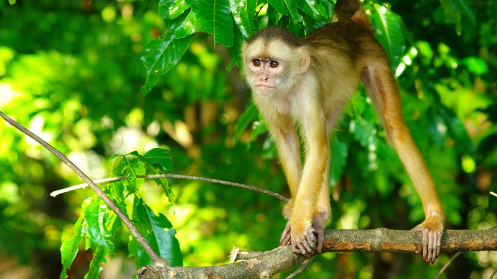 Bukit Timah Nature Reserve