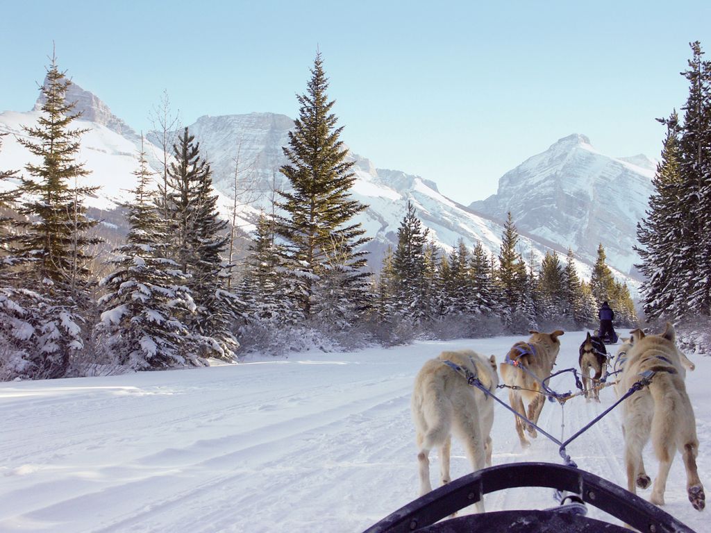 Dog sledding