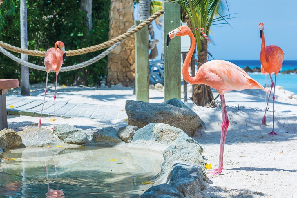 Flamingos