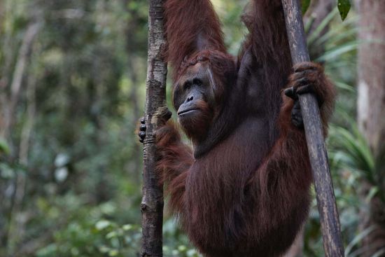 Silversea, Borneo, photography: copywright orangutanodysseys.com