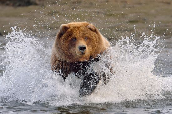 Alaska bear in water