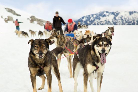 Alaska dog sledding