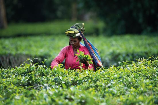 a woman picks tea in Assam, the tea capital of the world