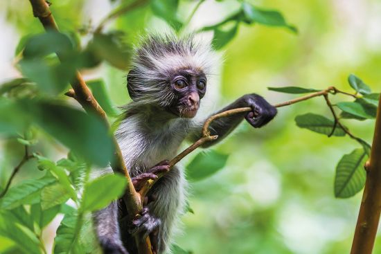 Rare red colobus monkey sitting in the trees