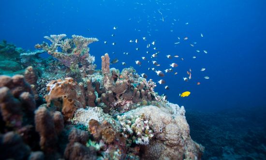 Schools of fish swimming around hard and soft coral, Pemba island