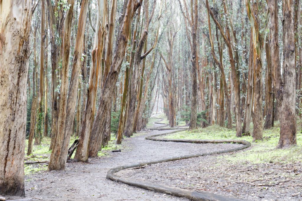 San francsisco trail