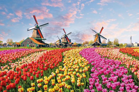 Windmills and Tulips in Holland