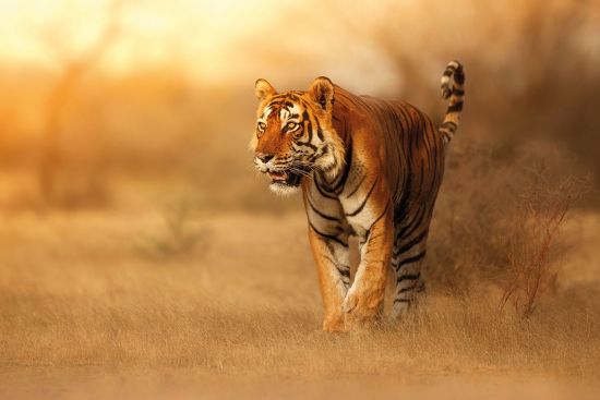 The spectacular bengal tiger