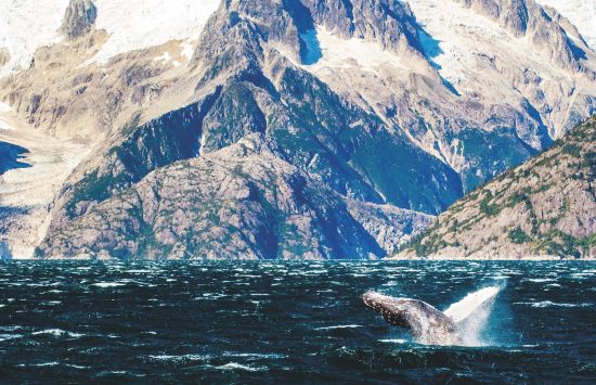 Wildlife cruises: Humpback whales