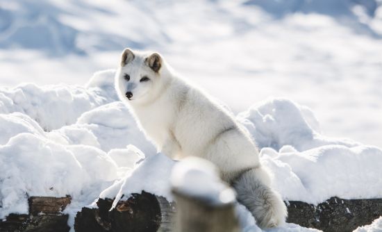 Wildlife cruises: Arctic animals