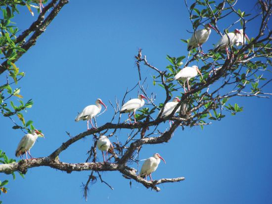 Cruise ship reviews: Safari Voyager visits Costa Rican wildlife