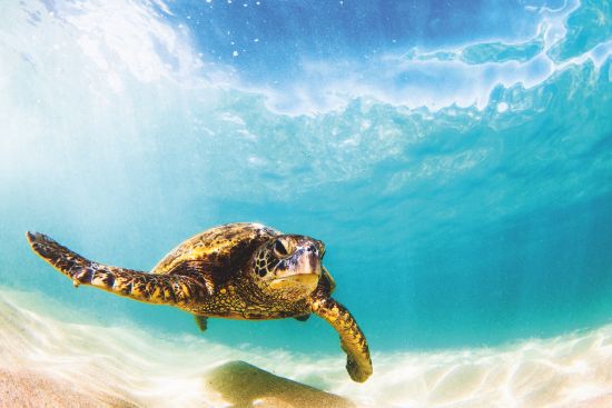 Wildlife cruises: Sea turtle in the Pacific Ocean