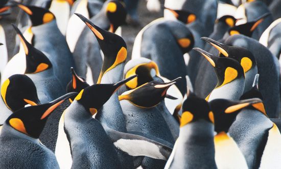 WIldlife cruises: Where to see penguins