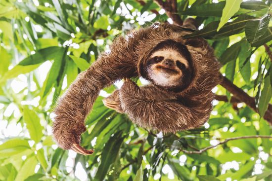 Cruise ship review: Sloths in Panama from Safari Voyager