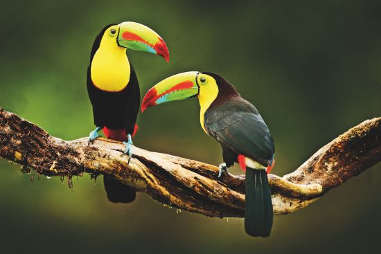 Wildlife cruises: Toucans