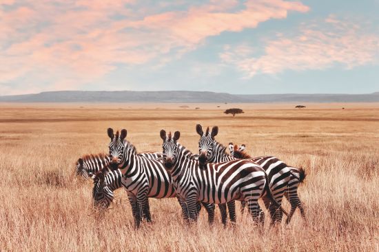 Wildlife cruises: The Big Five in Africa