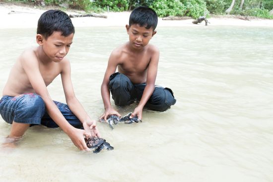 Boys playing with hatched baby sea turtles in the sea