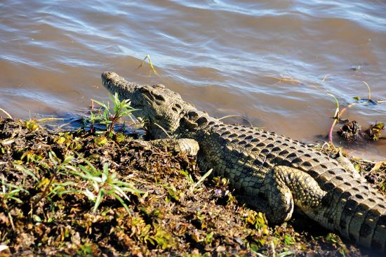 Crocodile by water at Chobe National Park in Botswana, African safari cruise