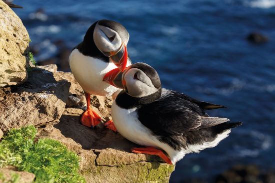 Puffins in Iceland are among the incredible wildlife in Iceland